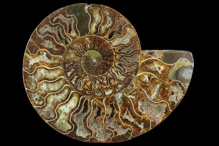 Agatized Ammonite Fossil (Half) - Agatized #91169